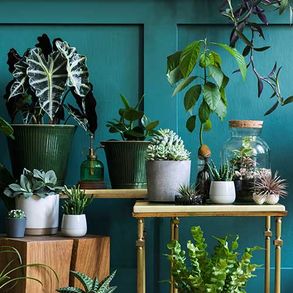Die stilvolle Komposition des Hausgarteninterieurs ist mit vielen schönen Pflanzen, Kakteen, Sukkulenten und Luftpflanzen in verschiedenen Designtöpfen gefüllt