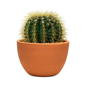 Kaktus in einem Topf